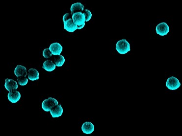 SiO2 nanospheres